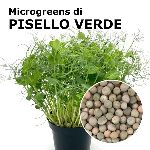 Verde Pisello Verona - Il Kefir