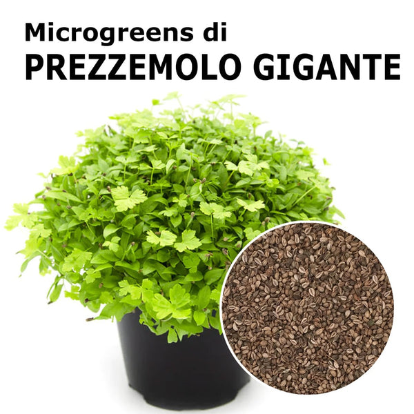 https://www.italiansprout.com/cdn/shop/files/MicrogreendiPREZZEMOLOGIGANTE1080x1080-min_grande.jpg?v=1696491936