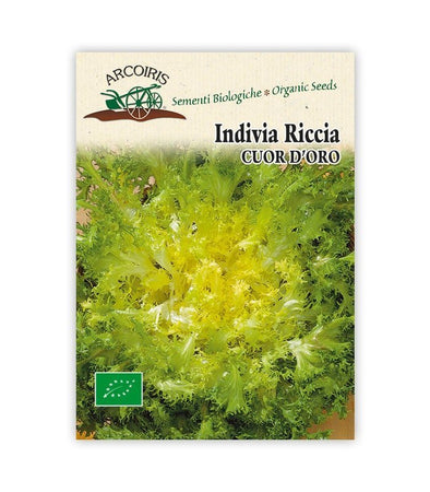 Indivia riccia Cuor d'oro - Italian Sprout